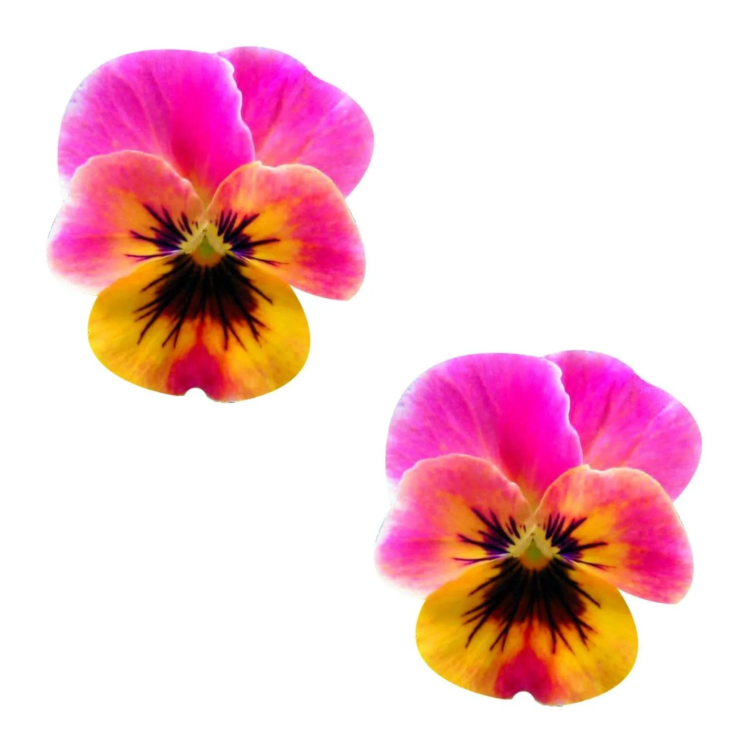 Freaking Awesome Flower Pansy Blacklight Nipple Cover Pasties